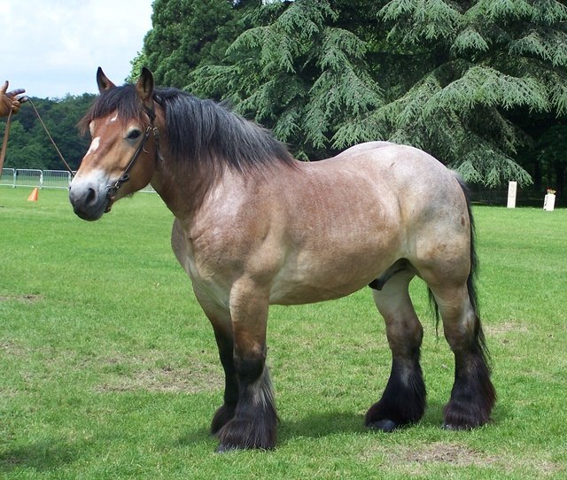 Les chevaux de trait iront à Cournon ! - Ulule