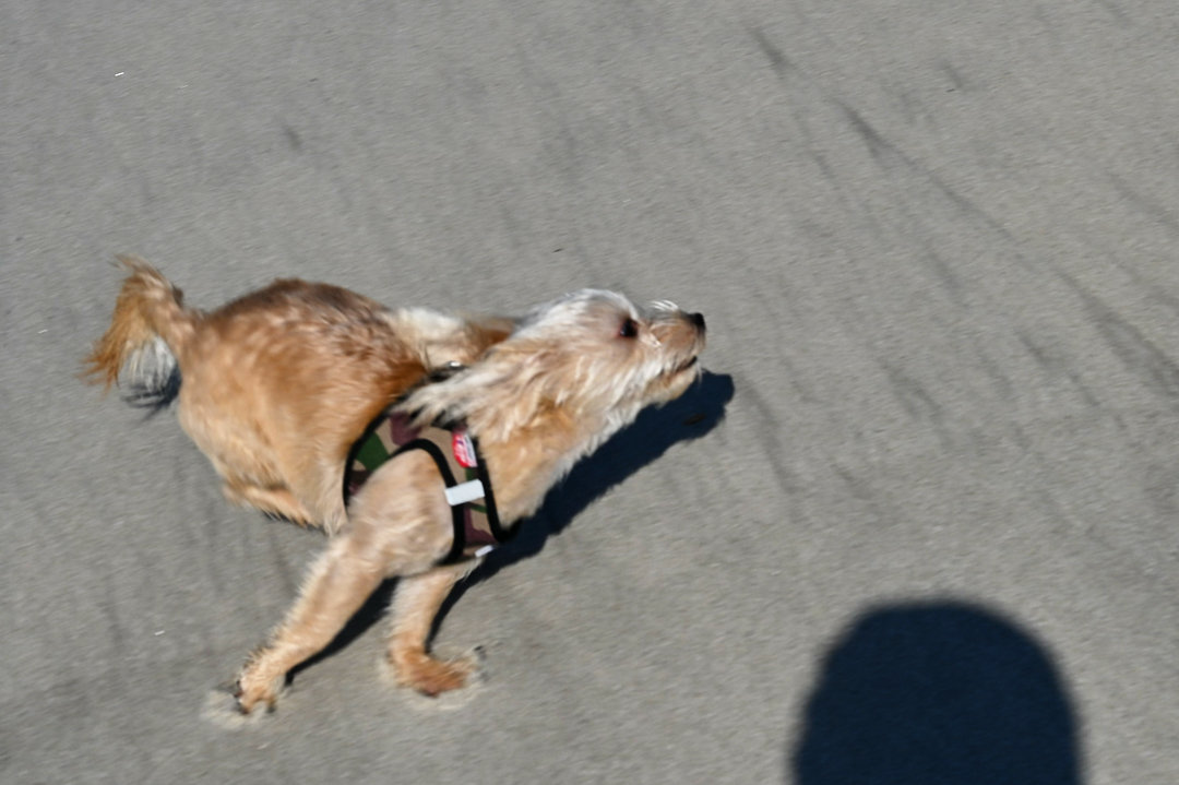 Nala runs on New York beach