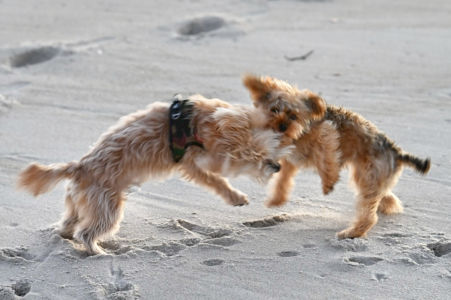 Small play fight between Nala and Peppa