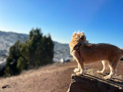 Nala travels the world, San Francisco