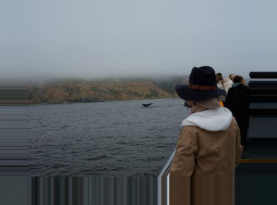 magic encounter with whales in San Francisco